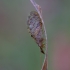 Humulin brown lacewing - Hemerobius humulinus ♀ | Fotografijos autorius : Romas Ferenca | © Macronature.eu | Macro photography web site