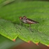 Hybotid dance fly - Bicellaria sp. | Fotografijos autorius : Gintautas Steiblys | © Macronature.eu | Macro photography web site
