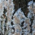 Hydnocristella himantia | Fotografijos autorius : Vytautas Gluoksnis | © Macrogamta.lt | Šis tinklapis priklauso bendruomenei kuri domisi makro fotografija ir fotografuoja gyvąjį makro pasaulį.