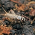 Naminis svirplys - Acheta domesticus, nimfa | Fotografijos autorius : Gintautas Steiblys | © Macrogamta.lt | Šis tinklapis priklauso bendruomenei kuri domisi makro fotografija ir fotografuoja gyvąjį makro pasaulį.