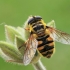 Žiedmusė - Myathropa florea | Fotografijos autorius : Gintautas Steiblys | © Macrogamta.lt | Šis tinklapis priklauso bendruomenei kuri domisi makro fotografija ir fotografuoja gyvąjį makro pasaulį.