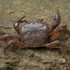 Iberian freshwater crab - Potamon ibericum | Fotografijos autorius : Žilvinas Pūtys | © Macronature.eu | Macro photography web site
