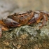 Iberinis gėlavandenis krabas - Potamon ibericum | Fotografijos autorius : Gintautas Steiblys | © Macronature.eu | Macro photography web site