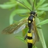 Ichneumon wasp - Amblyteles armatorius ♂ | Fotografijos autorius : Gintautas Steiblys | © Macronature.eu | Macro photography web site