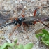 Ichneumon wasp - Cryptinae | Fotografijos autorius : Gintautas Steiblys | © Macronature.eu | Macro photography web site