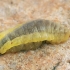 Ichneumon wasp larva | Fotografijos autorius : Gintautas Steiblys | © Macronature.eu | Macro photography web site