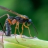 Ichneumon wasp | Fotografijos autorius : Oskaras Venckus | © Macronature.eu | Macro photography web site