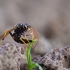 Ichneumonid wasp - Banchus dilatatorius | Fotografijos autorius : Zita Gasiūnaitė | © Macronature.eu | Macro photography web site