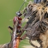 Ichneumonid wasp - Stenaoplus pictus | Fotografijos autorius : Gintautas Steiblys | © Macronature.eu | Macro photography web site