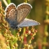 Idas Blue - Plebejus idas | Fotografijos autorius : Vidas Brazauskas | © Macronature.eu | Macro photography web site