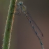 Ietinė strėliukė - Coenagrion hastulatum | Fotografijos autorius : Eglė Vičiuvienė | © Macrogamta.lt | Šis tinklapis priklauso bendruomenei kuri domisi makro fotografija ir fotografuoja gyvąjį makro pasaulį.