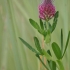 Ilgagalvis dobilas - Trifolium rubens | Fotografijos autorius : Kęstutis Obelevičius | © Macrogamta.lt | Šis tinklapis priklauso bendruomenei kuri domisi makro fotografija ir fotografuoja gyvąjį makro pasaulį.