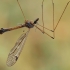 Ilgakojis uodas - Tipula pseudoirrorata ♂ | Fotografijos autorius : Gintautas Steiblys | © Macrogamta.lt | Šis tinklapis priklauso bendruomenei kuri domisi makro fotografija ir fotografuoja gyvąjį makro pasaulį.