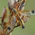 Ilgakojis uodas - Ctenophora fastuosa ♂ | Fotografijos autorius : Gintautas Steiblys | © Macrogamta.lt | Šis tinklapis priklauso bendruomenei kuri domisi makro fotografija ir fotografuoja gyvąjį makro pasaulį.