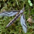 Ilgakojis uodas - Pedicia rivosa ♀ | Fotografijos autorius : Kazimieras Martinaitis | © Macrogamta.lt | Šis tinklapis priklauso bendruomenei kuri domisi makro fotografija ir fotografuoja gyvąjį makro pasaulį.