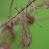 Ilgakojis uodas - Tipula autumnalis ♂ | Fotografijos autorius : Žilvinas Pūtys | © Macrogamta.lt | Šis tinklapis priklauso bendruomenei kuri domisi makro fotografija ir fotografuoja gyvąjį makro pasaulį.