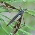 Ilgakojis uodas - Tipula maxima | Fotografijos autorius : Gintautas Steiblys | © Macrogamta.lt | Šis tinklapis priklauso bendruomenei kuri domisi makro fotografija ir fotografuoja gyvąjį makro pasaulį.