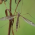 Ilgakojis uodas - Tipula pierrei ♀ | Fotografijos autorius : Žilvinas Pūtys | © Macrogamta.lt | Šis tinklapis priklauso bendruomenei kuri domisi makro fotografija ir fotografuoja gyvąjį makro pasaulį.