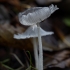 Ilgakotė mėšlabudė - Coprinopsis lagopus | Fotografijos autorius : Žilvinas Pūtys | © Macrogamta.lt | Šis tinklapis priklauso bendruomenei kuri domisi makro fotografija ir fotografuoja gyvąjį makro pasaulį.