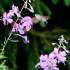 Ilgaliežuvis sfinksas - Macroglossum stellatarum | Fotografijos autorius : Ramunė Vakarė | © Macrogamta.lt | Šis tinklapis priklauso bendruomenei kuri domisi makro fotografija ir fotografuoja gyvąjį makro pasaulį.