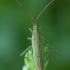 Ilganugarė žolblakė - Stenodema laevigata | Fotografijos autorius : Žilvinas Pūtys | © Macrogamta.lt | Šis tinklapis priklauso bendruomenei kuri domisi makro fotografija ir fotografuoja gyvąjį makro pasaulį.