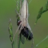 Ilgapilvis laibavoris - Tibellus oblongus | Fotografijos autorius : Gintautas Steiblys | © Macrogamta.lt | Šis tinklapis priklauso bendruomenei kuri domisi makro fotografija ir fotografuoja gyvąjį makro pasaulį.