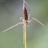Ilgapilvis laibavoris - Tibellus oblongus | Fotografijos autorius : Kazimieras Martinaitis | © Macrogamta.lt | Šis tinklapis priklauso bendruomenei kuri domisi makro fotografija ir fotografuoja gyvąjį makro pasaulį.