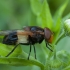 Kamaniškoji žiedmusė - Volucella pellucens ♀ | Fotografijos autorius : Žilvinas Pūtys | © Macrogamta.lt | Šis tinklapis priklauso bendruomenei kuri domisi makro fotografija ir fotografuoja gyvąjį makro pasaulį.