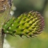 Indian Fig Opuntia - Opuntia ficus-indica | Fotografijos autorius : Gintautas Steiblys | © Macronature.eu | Macro photography web site