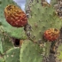 Indian Fig Opuntia - Opuntia ficus-indica | Fotografijos autorius : Gintautas Steiblys | © Macronature.eu | Macro photography web site