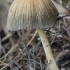 Inkcap - Coprinellus sp. | Fotografijos autorius : Gintautas Steiblys | © Macronature.eu | Macro photography web site