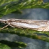 Inlaid Grass-Veneer - Crambus pascuella | Fotografijos autorius : Vytautas Gluoksnis | © Macronature.eu | Macro photography web site