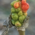 Italian Arum - Arum italicum | Fotografijos autorius : Gintautas Steiblys | © Macronature.eu | Macro photography web site