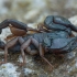 Italian scorpion - Euscorpius italicus ♂ | Fotografijos autorius : Žilvinas Pūtys | © Macronature.eu | Macro photography web site