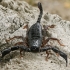 Italian scorpion - Euscorpius italicus | Fotografijos autorius : Gintautas Steiblys | © Macronature.eu | Macro photography web site