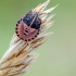 Italian striped shield bug | Graphosoma italicum | Fotografijos autorius : Darius Baužys | © Macronature.eu | Macro photography web site