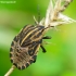 Italian striped shield bug - Graphosoma italicum, nymph | Fotografijos autorius : Romas Ferenca | © Macronature.eu | Macro photography web site
