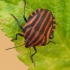 Italian striped shield bug - Graphosoma italicum | Fotografijos autorius : Vidas Brazauskas | © Macronature.eu | Macro photography web site