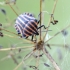 Italian striped shield bug - Graphosoma italicum | Fotografijos autorius : Darius Baužys | © Macronature.eu | Macro photography web site