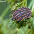 Italian striped shield bug - Graphosoma italicum | Fotografijos autorius : Darius Baužys | © Macronature.eu | Macro photography web site