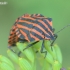 Italian striped shield bug - Graphosoma italicum | Fotografijos autorius : Gediminas Gražulevičius | © Macronature.eu | Macro photography web site