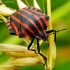 Italian striped shield bug - Graphosoma italicum | Fotografijos autorius : Romas Ferenca | © Macronature.eu | Macro photography web site
