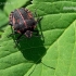 Juostelinė skydblakė - Graphosoma italicum | Fotografijos autorius : Deividas Makavičius | © Macronature.eu | Macro photography web site