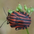 Italian striped shield bug - Graphosoma italicum | Fotografijos autorius : Žilvinas Pūtys | © Macronature.eu | Macro photography web site