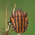 Italian striped shield bug - Graphosoma italicum | Fotografijos autorius : Gintautas Steiblys | © Macronature.eu | Macro photography web site