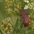 Italian striped shield bug - Graphosoma italicum | Fotografijos autorius : Kęstutis Obelevičius | © Macronature.eu | Macro photography web site