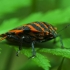 Italian striped shield bug - Graphosoma italicum | Fotografijos autorius : Irenėjas Urbonavičius | © Macronature.eu | Macro photography web site