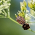 Italian striped shield bug | Fotografijos autorius : Darius Baužys | © Macronature.eu | Macro photography web site
