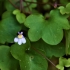 Ivy-leaved Toadflax - Cymbalaria muralis | Fotografijos autorius : Nomeda Vėlavičienė | © Macronature.eu | Macro photography web site