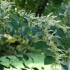 Japanese knotweed - Fallopia japonica | Fotografijos autorius : Romas Ferenca | © Macronature.eu | Macro photography web site
